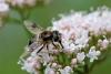 Eristalis rupium